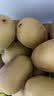 佳沛（zespri）新西兰 阳光金奇异果12粒特大果单果124-146g 猕猴桃水果礼盒 实拍图