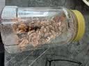 老香农新货原味薄皮大核桃仁500g现剥纸皮核桃仁即食新疆干果坚果零食 实拍图