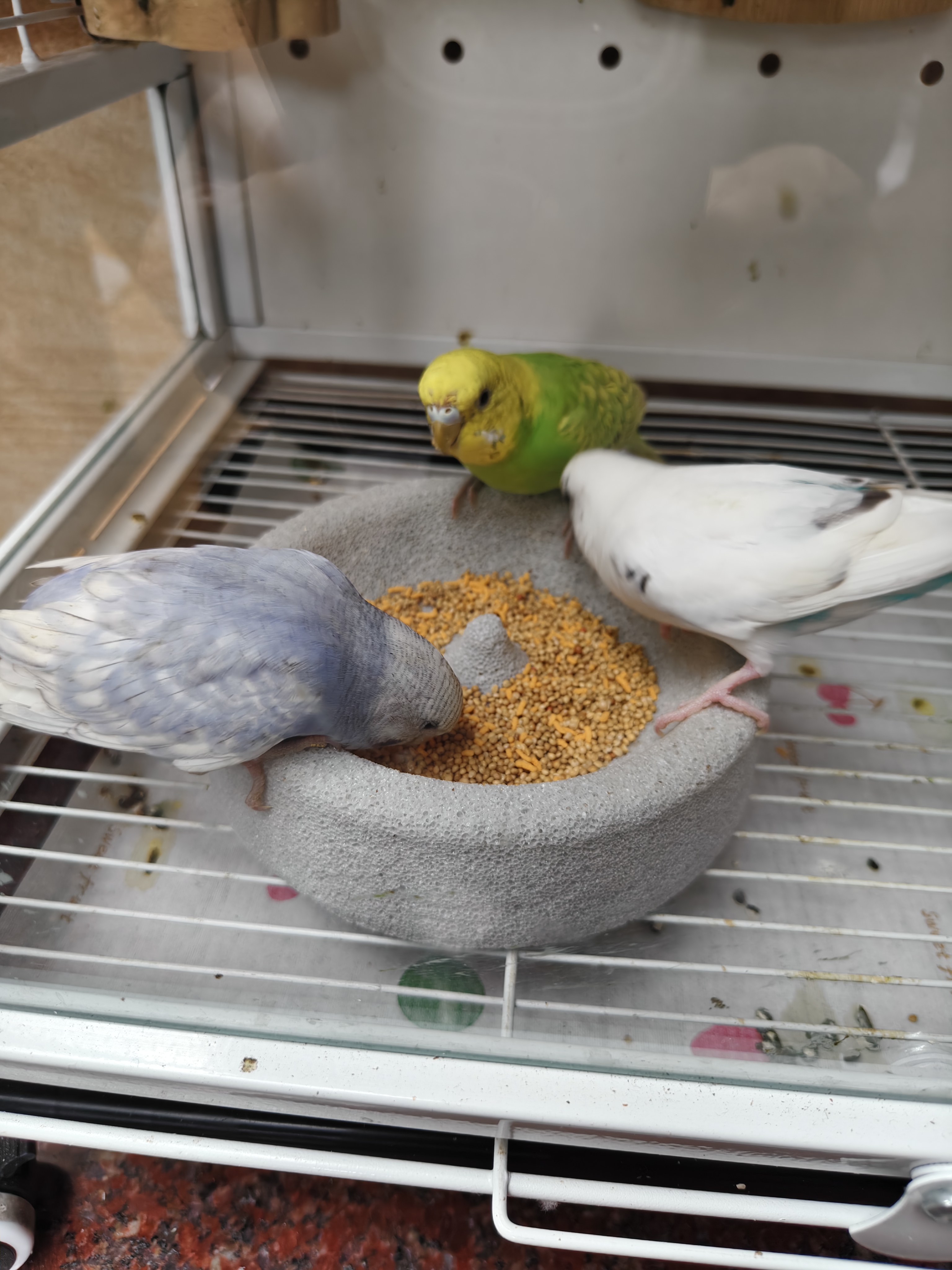 比克熊鹦鹉粮1kg带壳黄谷子鹦鹉饲料虎皮玄凤牡丹鹦鹉鸟食鸟粮 实拍图