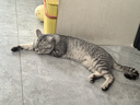 普安特宠物猫咪耳螨狗狗中耳炎耳痒耳臭马拉色菌复方制霉菌素耳膏邦芙宁 实拍图
