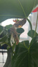汰渍净白去渍洗衣粉柠檬清新10斤装 强效去渍 大袋批发非皂粉家庭装 实拍图