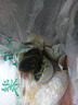 【东东农场专供】无铅松花蛋超大麻鸭溏心皮蛋新鲜超市即食60-70g 65g*20枚（平均重量约65g以上） 实拍图