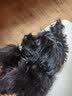 狂犬病毒检测卡狂犬病毒检测试纸狂犬疫苗犬猫狂犬RBV病毒检测卡 一盒装 1支*1盒 实拍图
