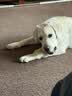 皇家狗粮 拉布拉多幼犬狗粮 宠物大型犬 ALR33 全价犬粮 2-15月 12KG 实拍图