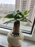 花翁发财树小盆栽绿植物室内客厅装饰中式盆景办公室桌面摆件源头直发 实拍图