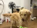 心粮狗粮中大型成犬粮15kg金毛柴犬边牧拉布拉多通用 牛肉味15kg【增肌壮骨】 实拍图