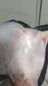 双汇猪蹄块净重2斤冷冻免切免洗去毛猪蹄子猪爪猪手猪脚猪肉生鲜烧烤 实拍图