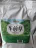 修年堂 车前草250g（5g*50包）干货车轮菜牛舌草养生茶饮中药材原料 实拍图