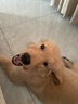 宠莱克犬瘟CDV+犬冠状CCV+犬细小CPV犬三大病毒三项检查自测试纸检测卡三合一医院同款 实拍图