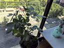 果汁阳台月季花苗四季开花卉盆栽绿植物室内花易活玫瑰带花苞庭院 奶油龙沙【多头淡香，月月开分枝多】 【带花苞】【盆口径15cm】原盆冠25高35 实拍图