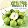 京觅陕西蒲城冰糖早酥梨子新鲜水果净重8斤单果150g+源头直发包邮 实拍图