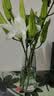 盛世泰堡 玻璃花瓶透明水养植物容器插花瓶客厅桌烟灰色22cm 实拍图