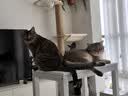 诚实一口P40全价猫粮成猫幼猫室内外80%鲜肉高蛋白益生菌养胃乳鸽味6kg 实拍图