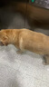 伯纳天纯中大型犬全价成年犬粮金毛宠物主粮羊肉蔓越莓15kg囤货装 实拍图