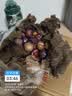 正宗四川小脆红 脆红李子 新鲜应季时令水果李子 新鲜尝鲜包邮 带箱2斤  单果12g+ 实拍图