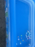 Bestway充气游泳池加厚可折叠水池儿童宝宝玩具家用戏水池蓝色青蛙3.1m 实拍图