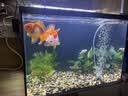 派乐特 鱼缸过滤材料水族火山石陶瓷环细菌球器材用品十二合一滤材1kg 实拍图
