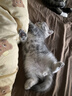 弗列加特 98%高含肉量 猫罐头 FPMR生骨肉猫湿粮 鲜鸡肉幼猫主食罐头95g 实拍图