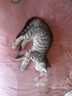 麦富迪猫粮 超肉粒冻干双拼幼猫粮免疫护肠胃 三文鱼10kg/20斤 实拍图