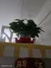 京东绿植绿萝盆栽除甲醛花卉绿植办公室新房净化空气180加仑2盆装源头直 实拍图