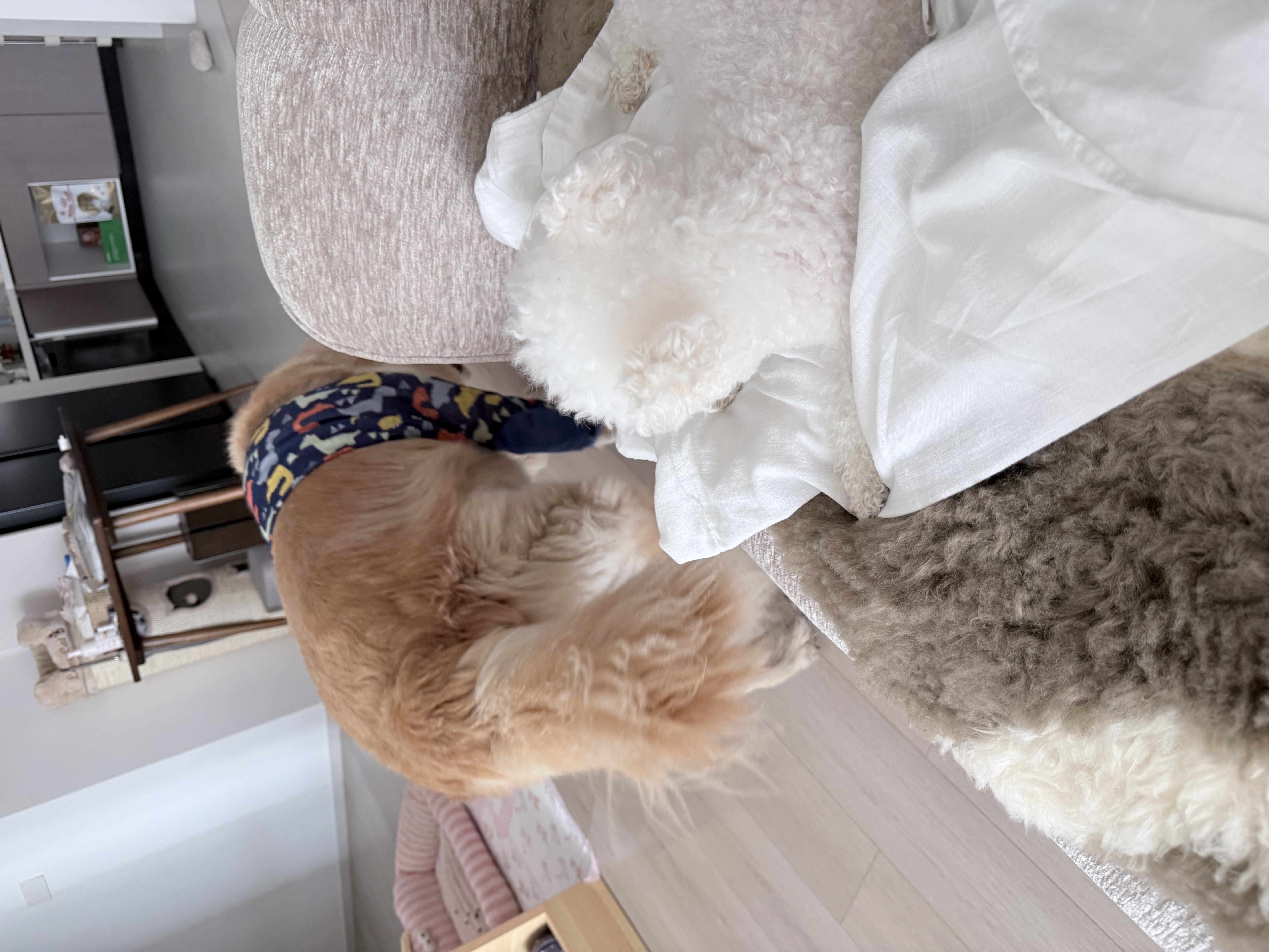 海洋之星低温烘焙狗粮成犬幼犬小中大型犬粮比熊泰迪500g鸡肉三文鱼 实拍图