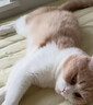 法米娜渴望猫粮纽翠斯希宝nulo自然光环K9冻干百利美士进口试吃装 法米娜石榴鸡肉【成猫】 40g 【原包拆装】 实拍图