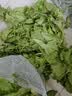 新鲜生菜生吃即食意大利生菜新鲜生菜沙拉蔬菜生菜火锅烤肉涮菜 带箱5斤（净重 4.6斤）新鲜意大利生菜 实拍图