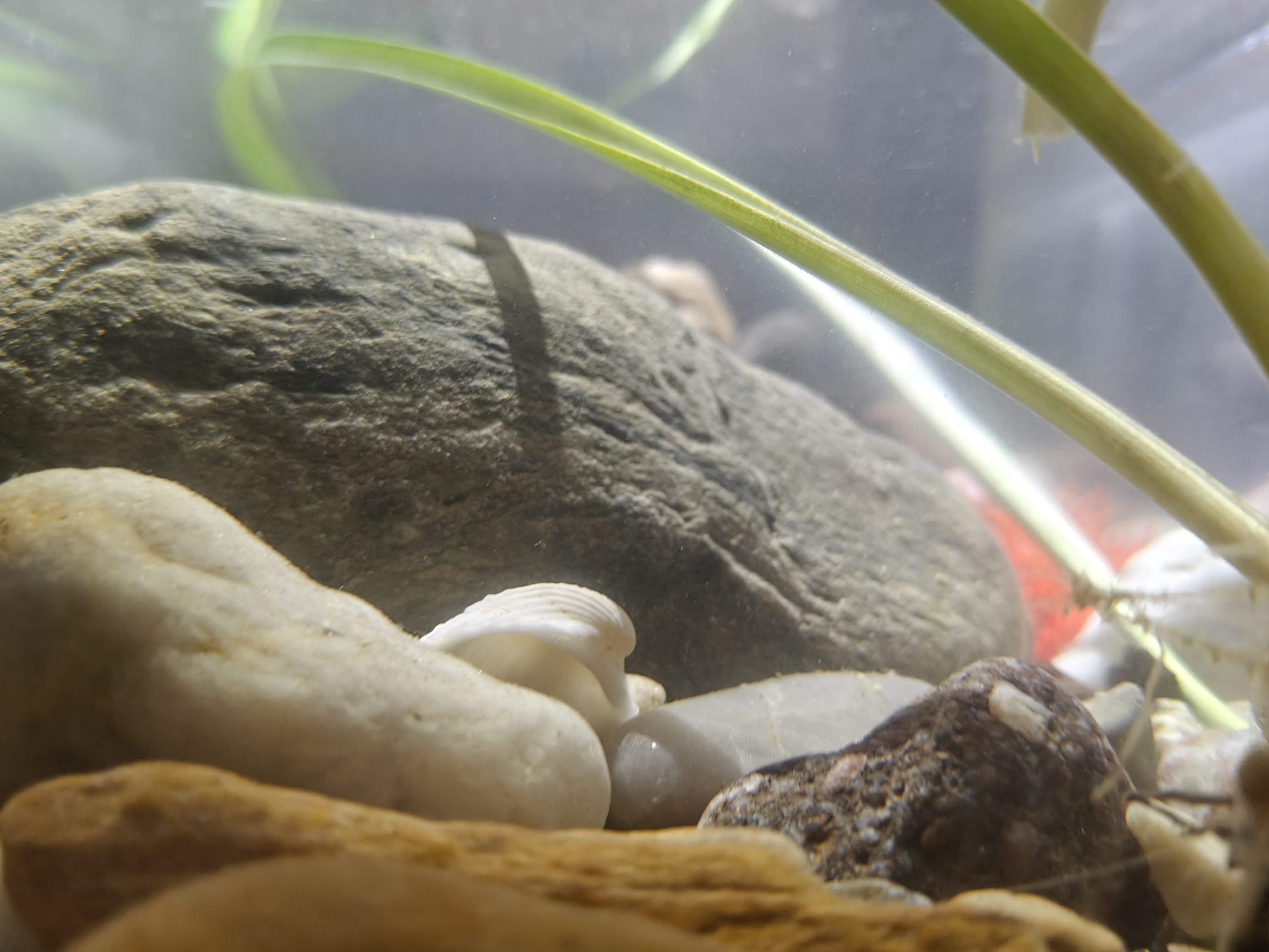 阔庭（KUOTING）鱼缸桌面透明生态鱼缸客厅水族箱黑色 实拍图