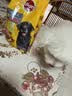 宝路狗粮老年犬狗粮 牛肉味1.8kg全犬种通用老年犬狗粮全价粮  实拍图