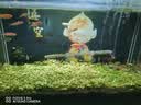 尼奥光（NEO-HELIOS）鱼缸灯水草灯LED灯S3pro+RGB植物光谱 【二代】13W新款尼奥S3pro+【高亮自然】 实拍图