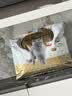皇家猫粮 英短成猫粮 BS34 通用粮 12月以上 10KG 实拍图