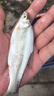 渔之源小蜻蜓溪流竿短节鱼竿小物钓鱼竿手竿鲫鱼竿轻硬溪流钓便携短鱼杆 3.6m  三代 【小身材大钓重】收缩仅63cm 实拍图