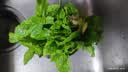 盆栽可食用新鲜薄荷叶盆栽清凉茶可做冷饮的香草室内好养植物 小盆薄荷吸水懒人盆 可食用 实拍图