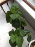 绣球花苗无尽夏带花苞四季开花绣球花盆栽庭院好养花卉植物室内花 无尽夏【大花绣球-无尽星河】 精品大苗【花期带花苞】原盆宽18cm高45cm 实拍图