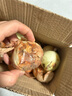 新鲜黄洋葱黄金水果洋葱即食蔬菜调料烧烤食材 新鲜黄洋葱 3斤 含箱 实拍图