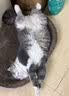 【京东快递】猫抓板磨爪猫窝椭圆形猫抓盆猫抓板巨大耐磨特大号 椭圆65cm巨无霸更大更宽【随机花边】 下单送猫薄荷 实拍图