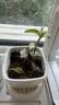 花盆绿植盆栽加厚沥水托盘底盘盆托底盘托底垫多肉绿植透气防烂根 透气托盘-小号(内径6.5cm) 3个装 实拍图