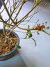 植物营养液通用型家用盆栽发财树富贵竹绿萝水培花卉绿植蔬菜肥料 通用营养液500ml×2瓶 实拍图