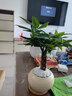 花翁辫子发财树小盆栽绿植物室内客厅中式盆景办公室桌面摆件源头直发 实拍图