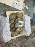 吉娜朵鲜活法国进口活体生蚝12只N0/N1/N4 生鲜牡蛎 即食刺身 源头直发 12N1 实拍图