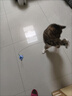憨憨乐园猫玩具逗猫棒猫咪自嗨解闷神器懒人自动羽毛带吸盘铃铛猫咪用品 实拍图