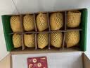 佳沛（zespri）新西兰 阳光金奇异果12粒特大果单果124-146g 猕猴桃水果礼盒 实拍图