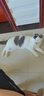 伟嘉成猫猫粮3.6kg海洋鱼味布偶夹心粮【原料透明】 实拍图