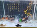 英典（YINGDIAN）K8指纹锁智能门锁民宿公寓密码锁入户门智能锁家用防盗门电子锁 (九合一开锁+远程开门)指导安装 实拍图