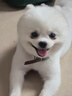 KimPets狗狗自动牵引绳可伸缩遛狗绳狗链子中小型犬防挣脱外出宠物用品 【白色】5米 单牵引绳 实拍图