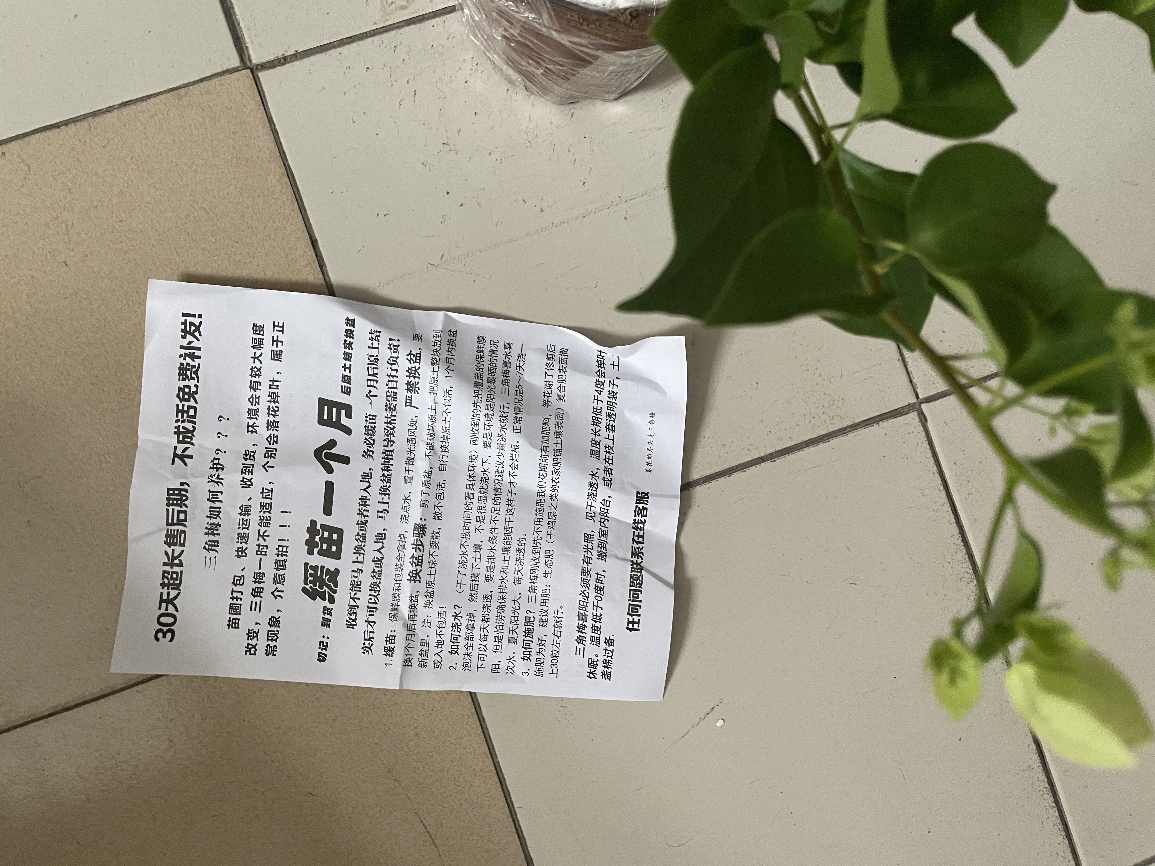 三角梅盆栽带花剑树苗室内阳台重瓣飘枝垂丝老桩四季开花爬藤花卉 【带花发货 收到即赏】绿樱老桩大苗 45-50cm左右（原盆带土发货） 实拍图