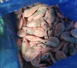 鲜生说熟冻带籽北极甜虾 净重3斤/盒 135-180只 海鲜 冰虾 35%含籽率 实拍图