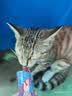 力狼 猫条猫零食 成幼猫通用宠物猫咪零食猫湿粮 【超值囤货】鲜肉猫条15g*100支 实拍图