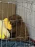 憨憨宠狗笼中小型犬狗笼子大猫笼带厕所加粗折叠宠物笼子柯基笼幼犬狗笼 加粗狗笼 银色 60*50*42cm 建议15斤内 带托盘式厕所+防卡脚垫片 实拍图