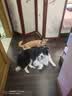 京东京造狗粮中大型犬成犬幼犬狗粮20kg/10kg*2边牧金毛拉布拉多 实拍图